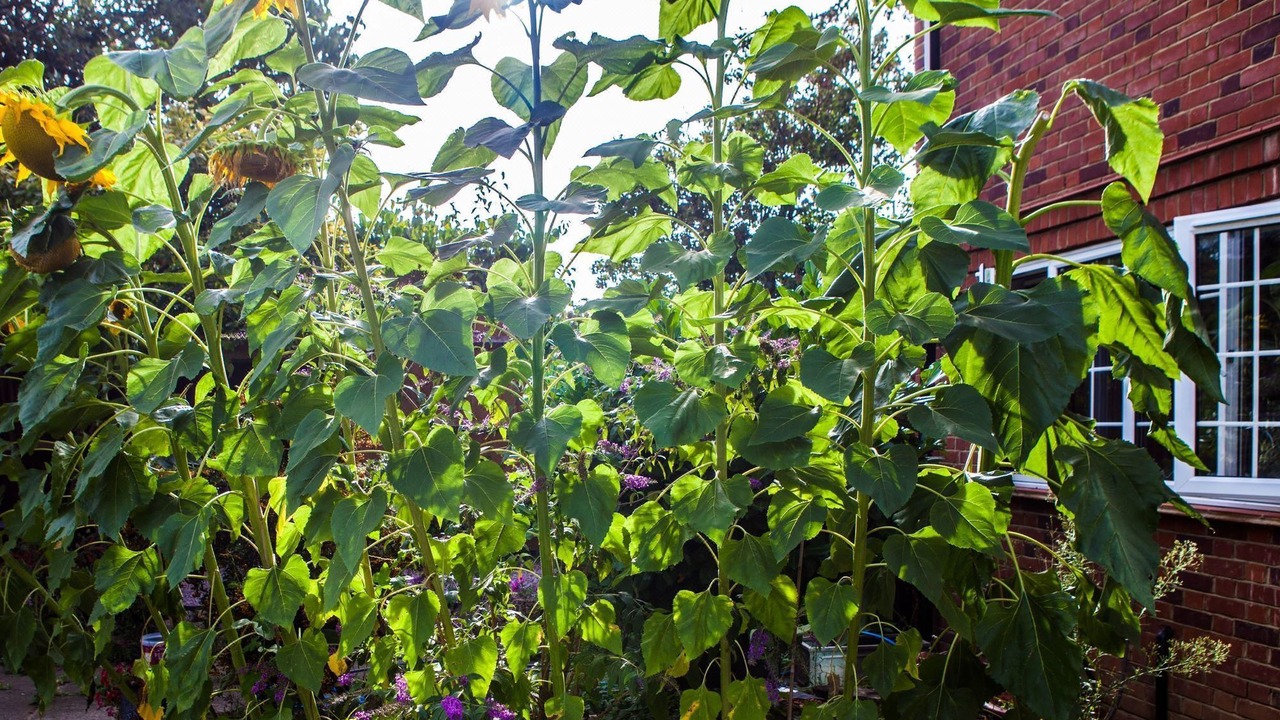 Photo of Others in Little Holland