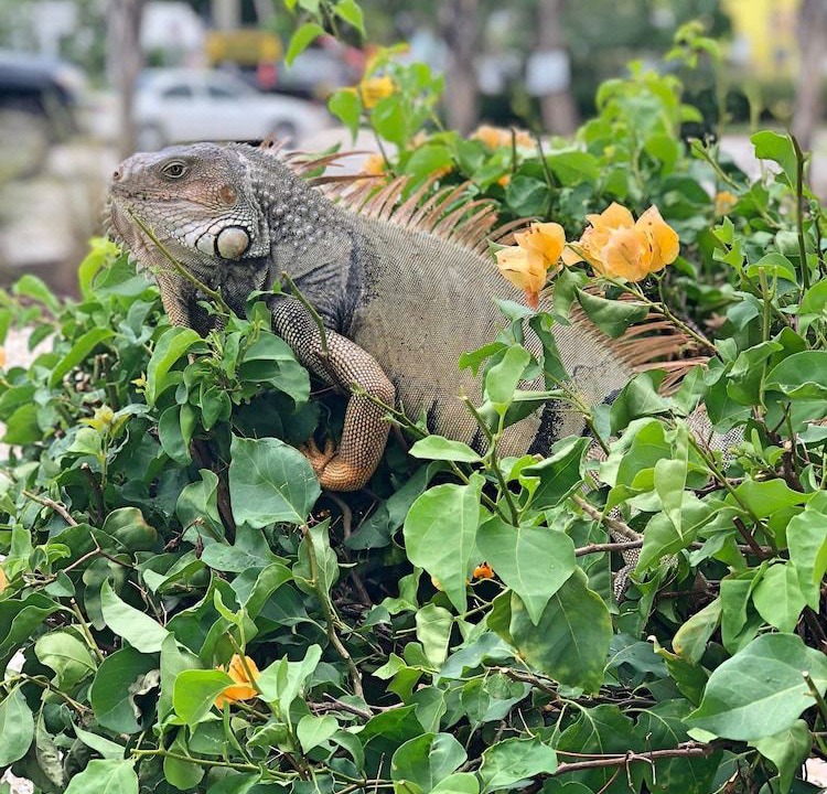 Photo of Others in Key Largo