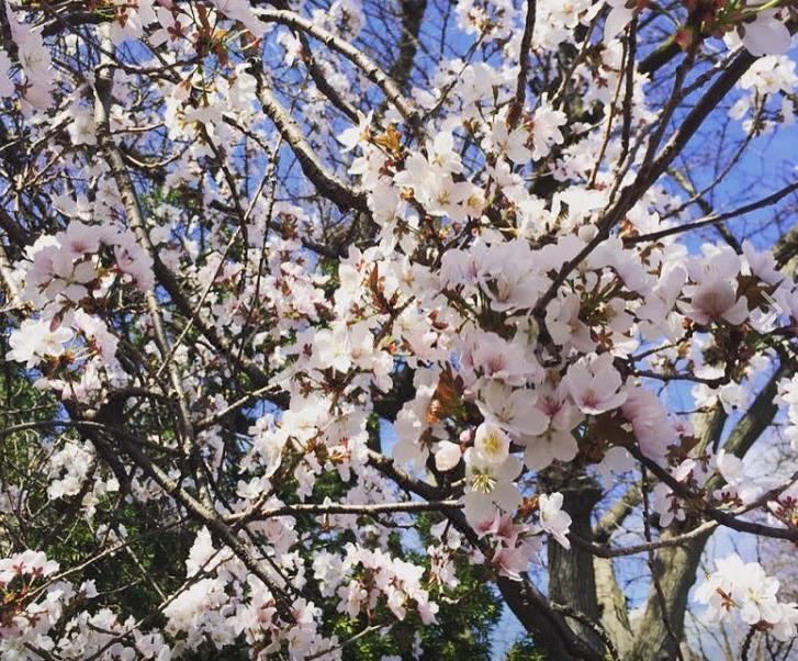 Photo of Buildings in Mid-Cambridge
