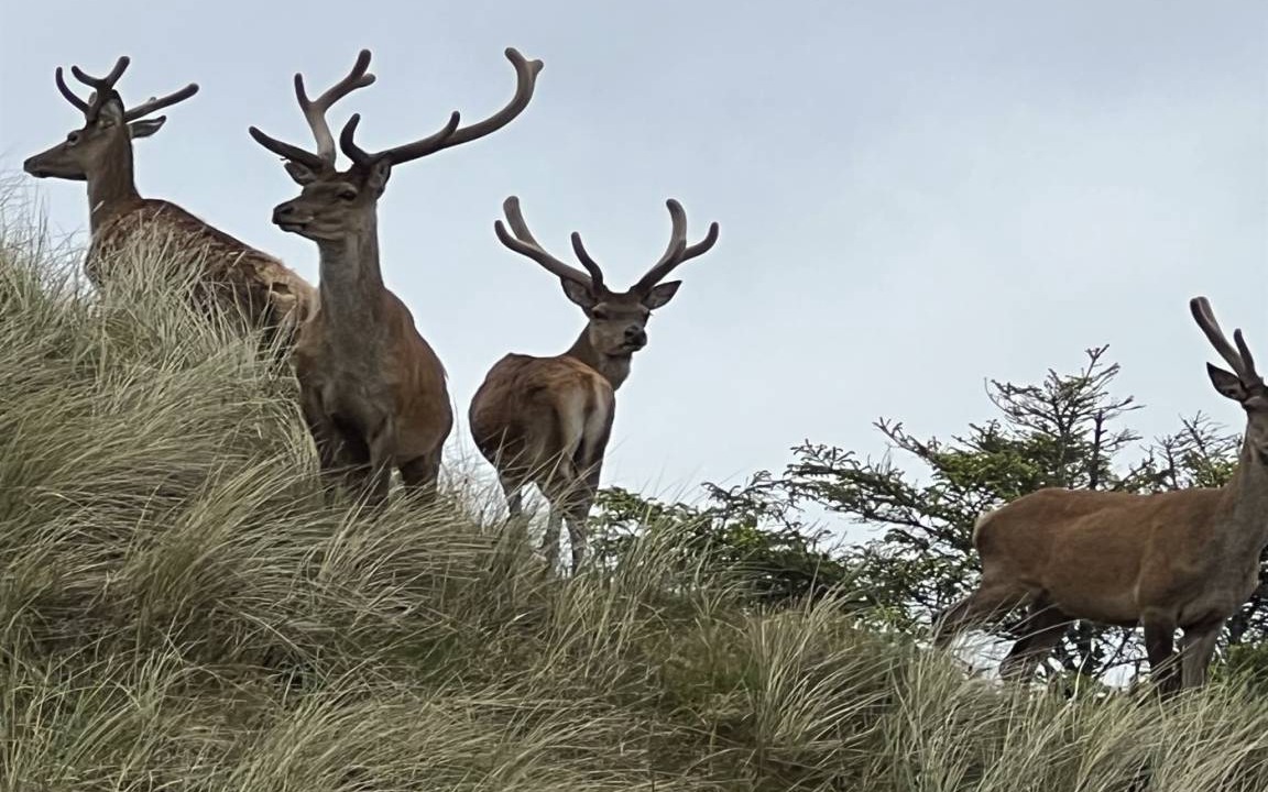 Photo of Others in Grærup Strand