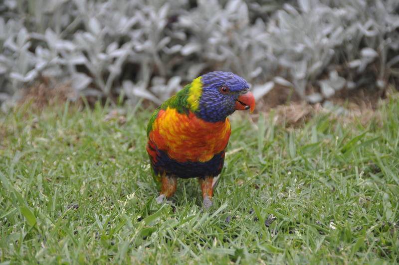 Photo of Others in Apollo Bay