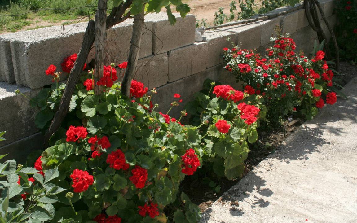 Photo of Others in Trpanj
