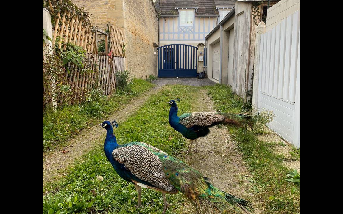 Photo of Others in Luc-sur-Mer