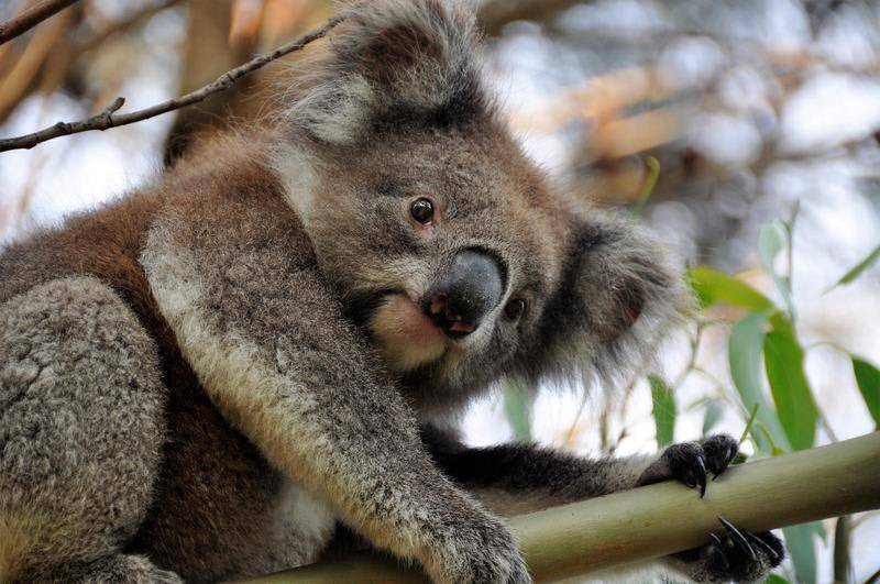 Photo of Others in Apollo Bay