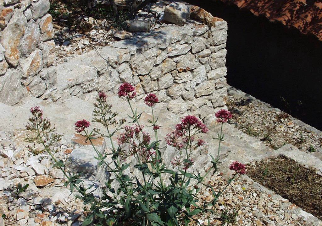 Photo of Others in Island Dugi Otok