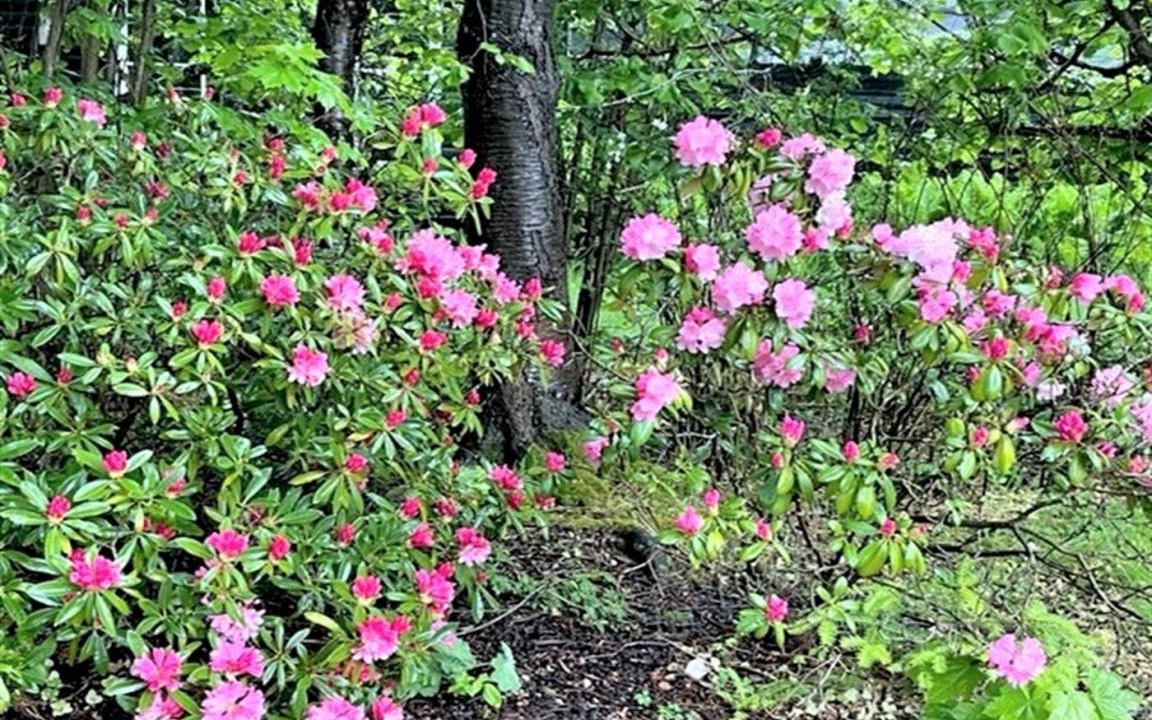 Photo of Outdoor in Dronningmolle