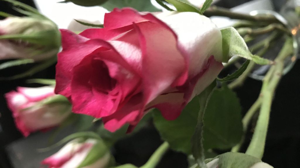 Photo of Human In Picture in Hepburn