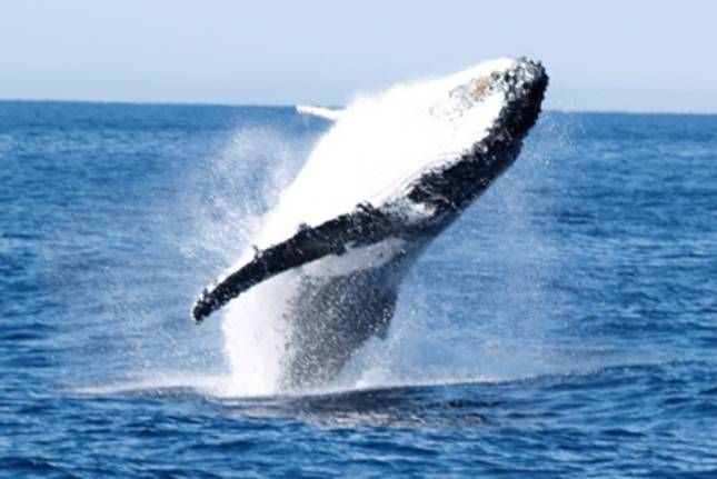 Photo of Outdoor in Huskisson