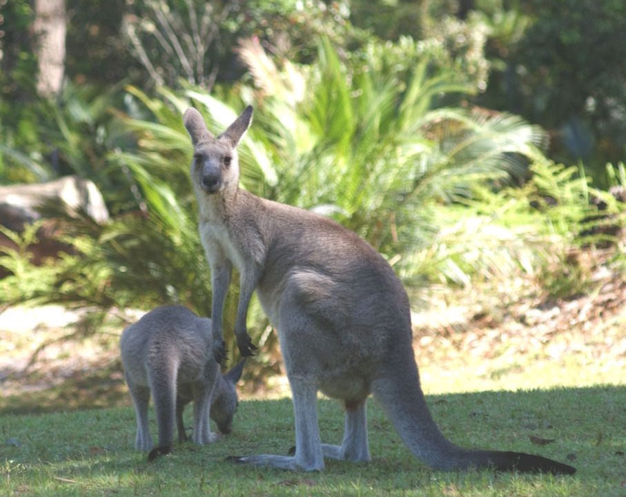 Photo of Human In Picture in South Durras