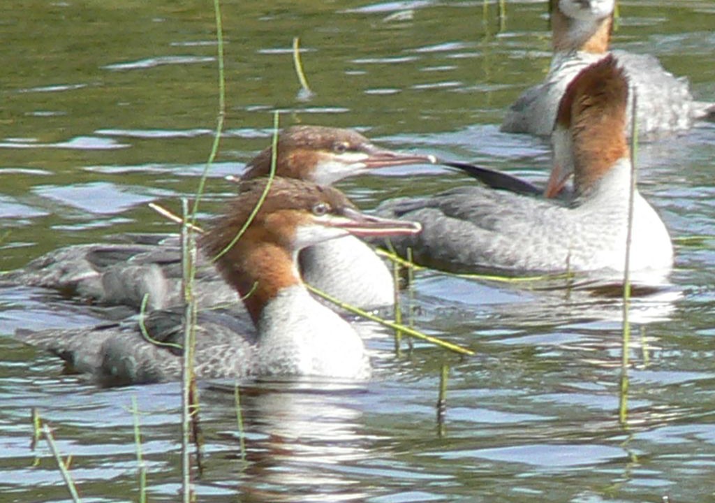 Photo of Others in Mauricie