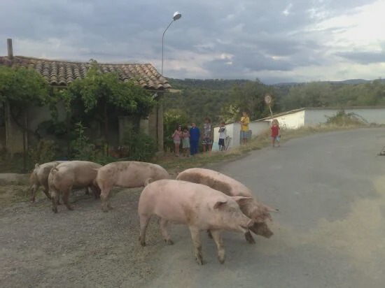 Photo of Others in Bellestar