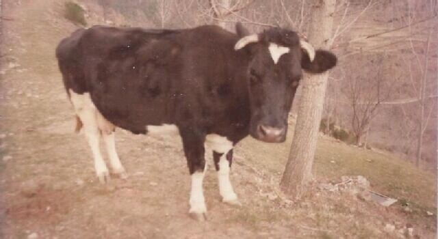 Photo of Others in Queralbs