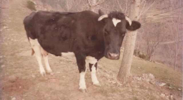 Photo of Others in Queralbs