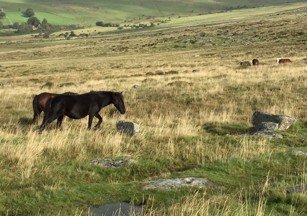 Photo of Outdoor in Tavistock
