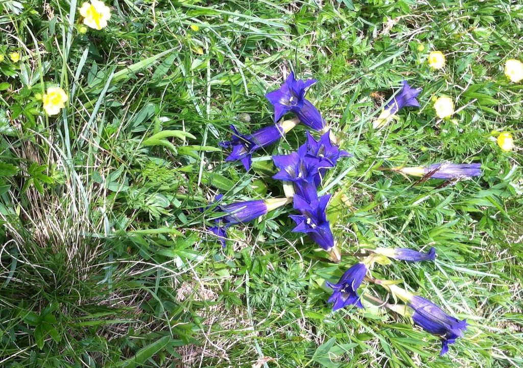 Photo of Others in Araches-la-Frasse