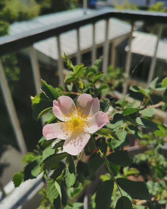 Photo of Patio Balcony in Angers