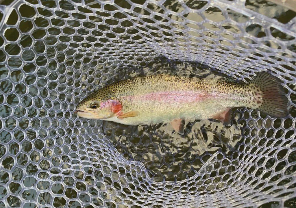 Photo of Others in McCaysville