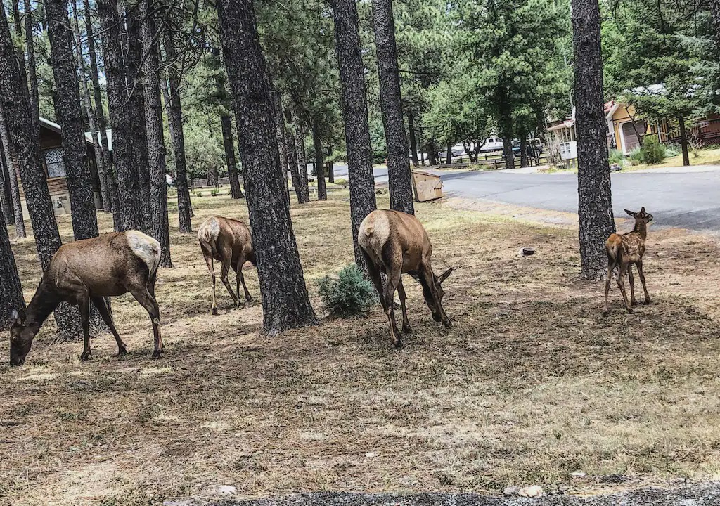 Photo of Others in Ruidoso