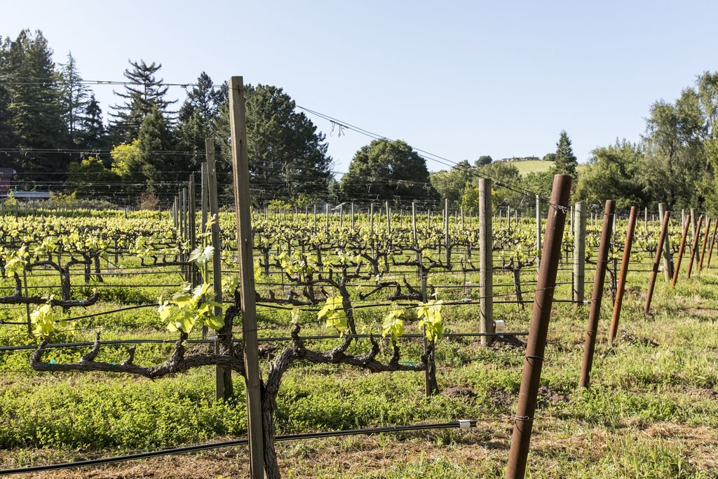 Photo of Outdoor in Napa