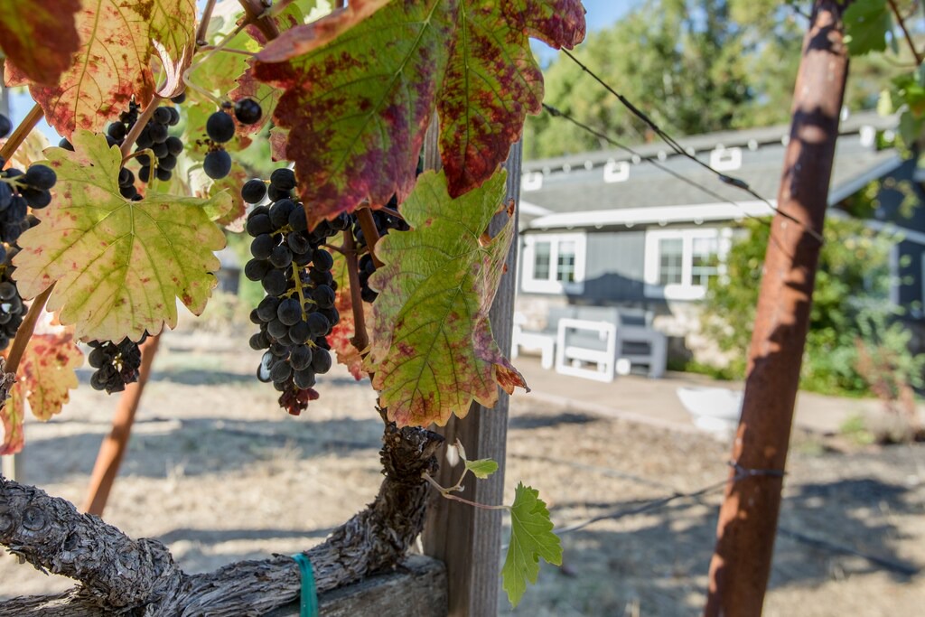 Photo of Others in Napa