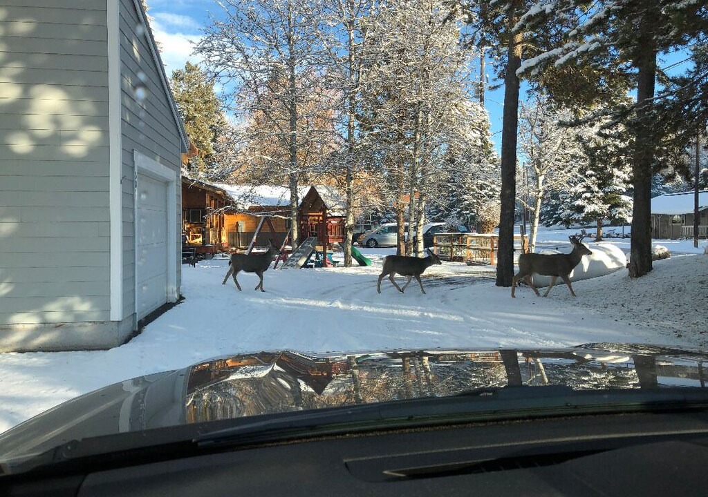 Photo of Buildings in McCall