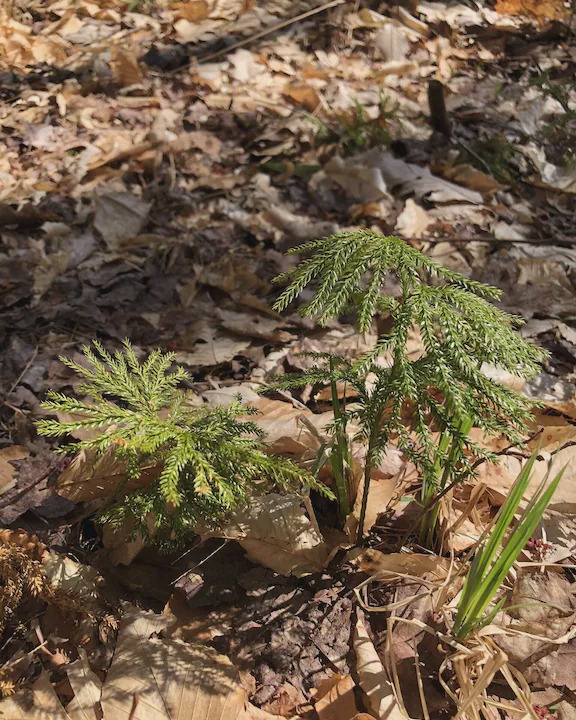 Photo of Others in Meredith