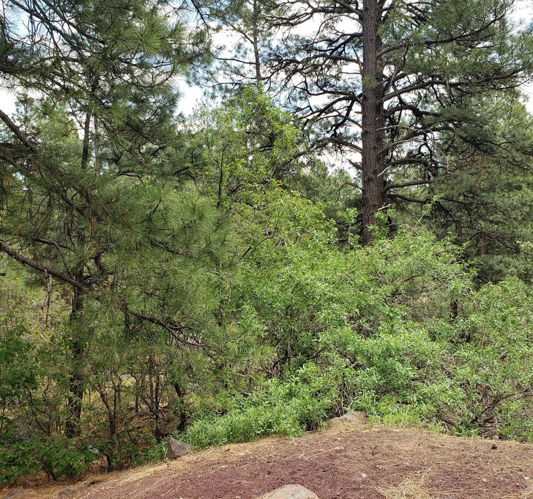 Photo of Others in Flagstaff