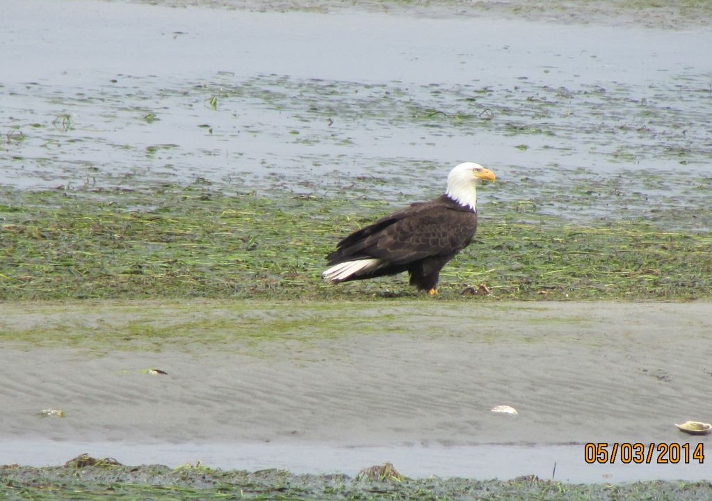 Photo of Others in Bells Beach