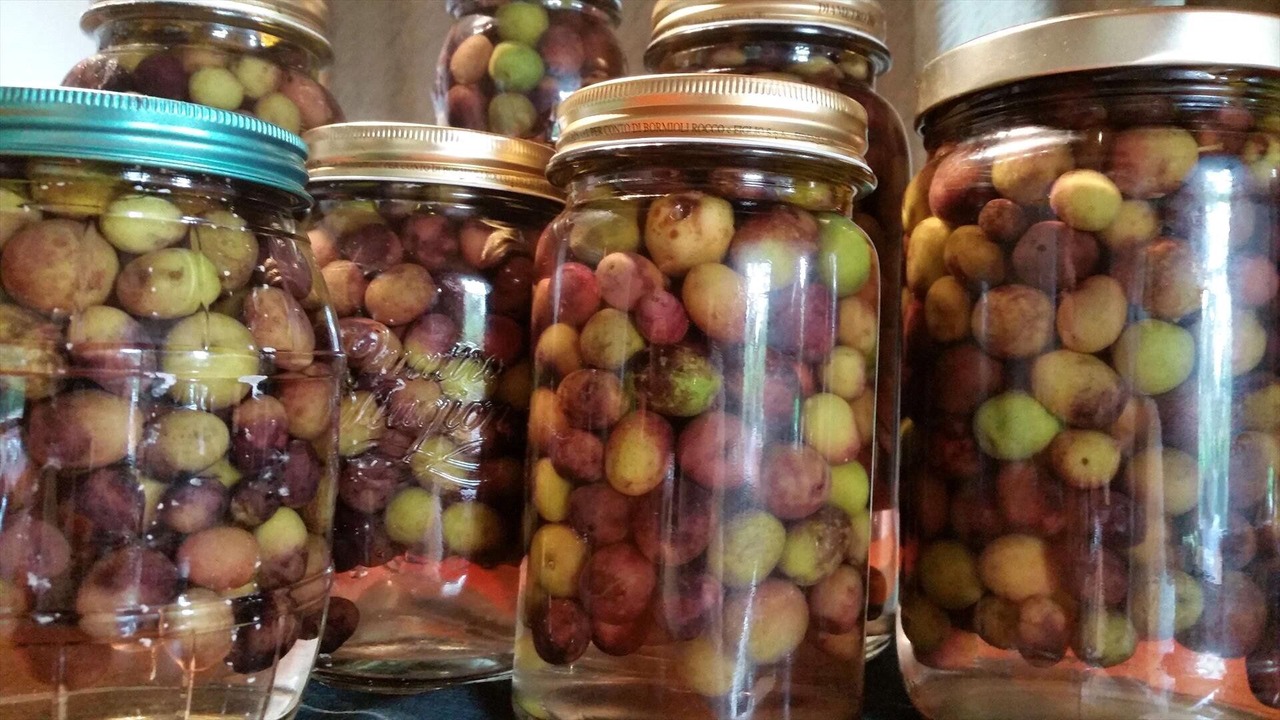 Photo of Others in Paihia