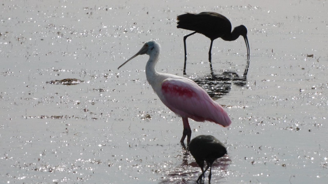 Photo of Others in Rockport