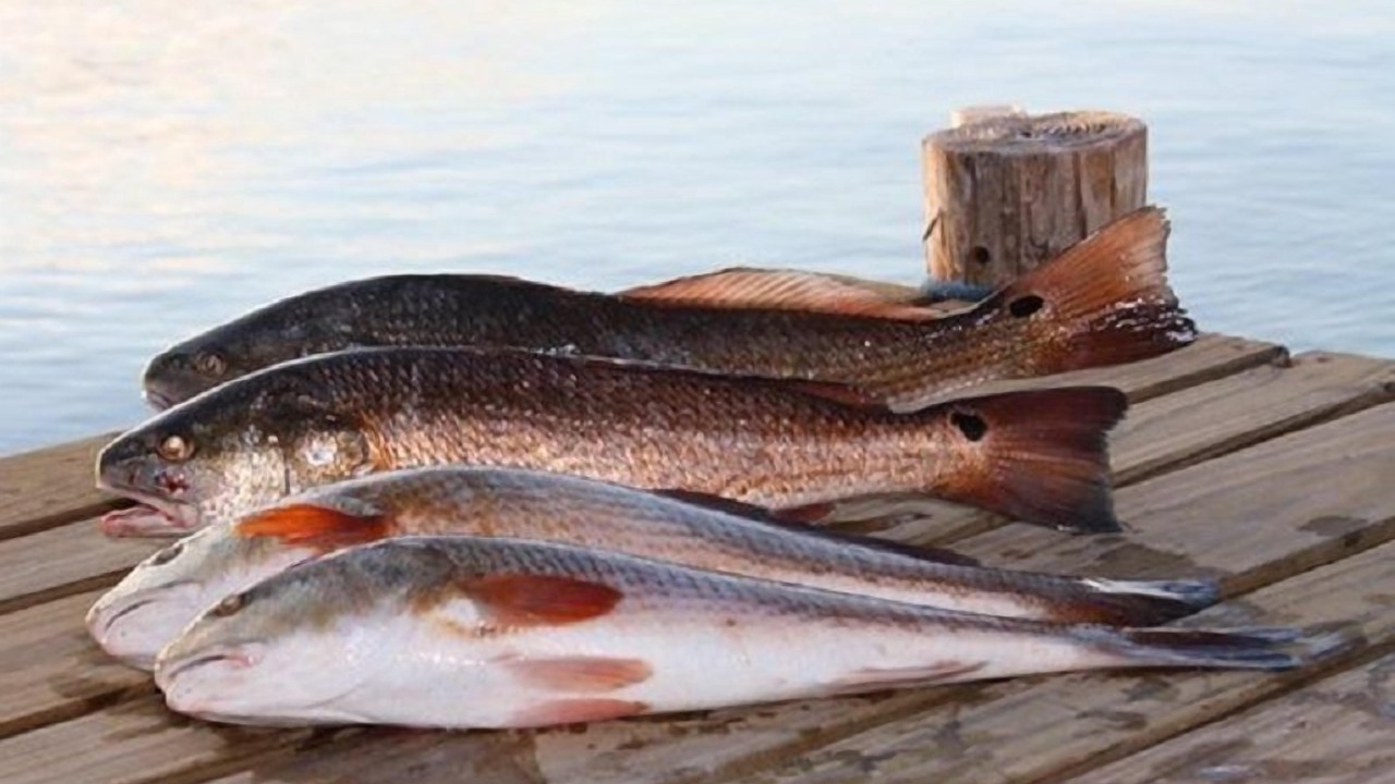 Photo of Others in Rockport