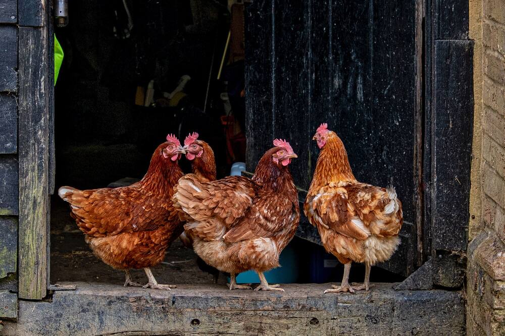 Photo of Others in Tea Green