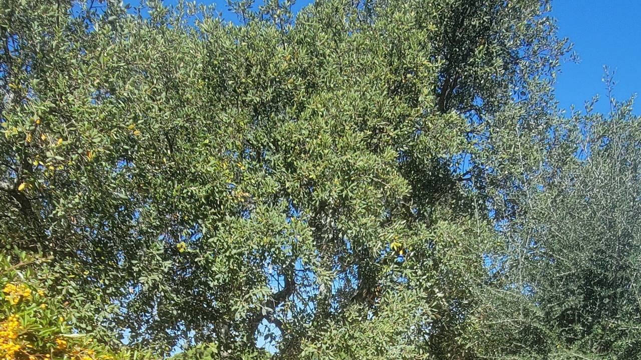 Photo of Outdoor in Vidauban