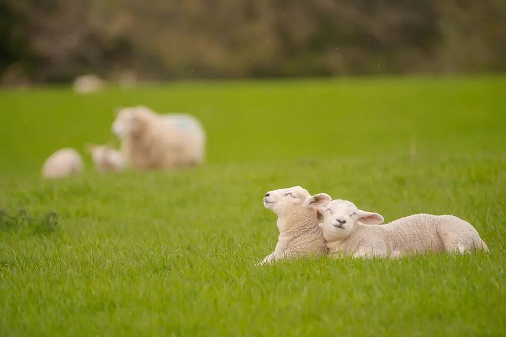 Photo of Others in Brampton
