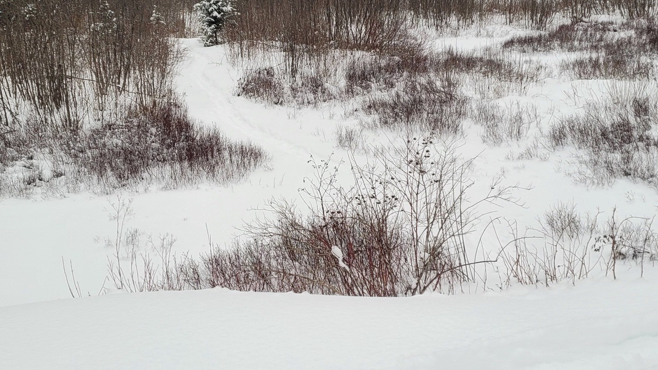 Photo of Others in Searchmont