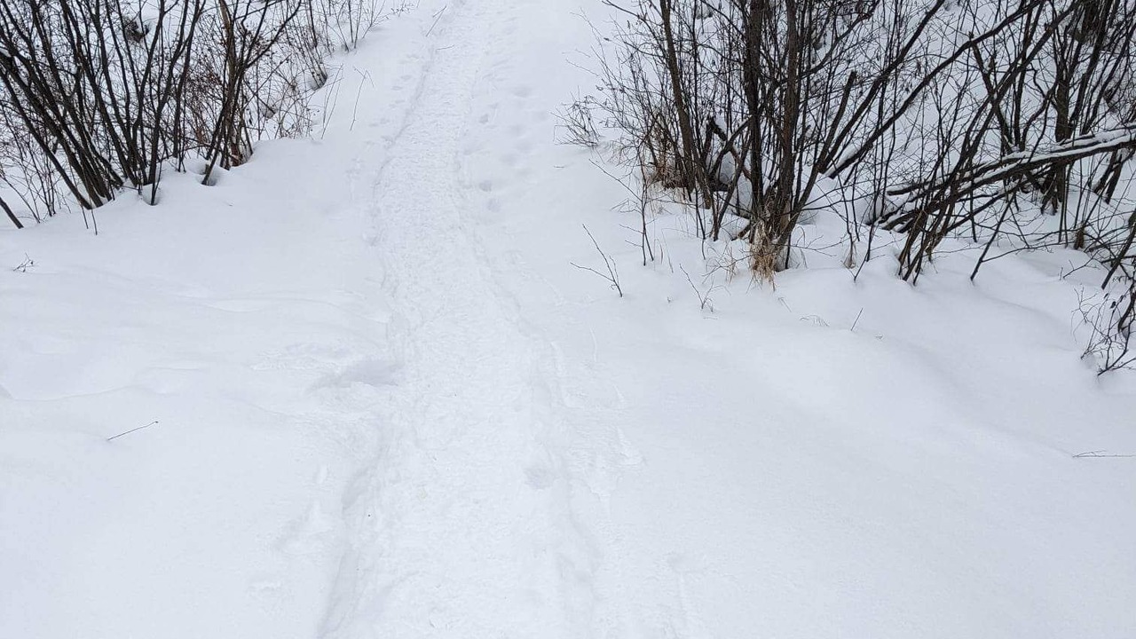 Photo of Outdoor in Searchmont