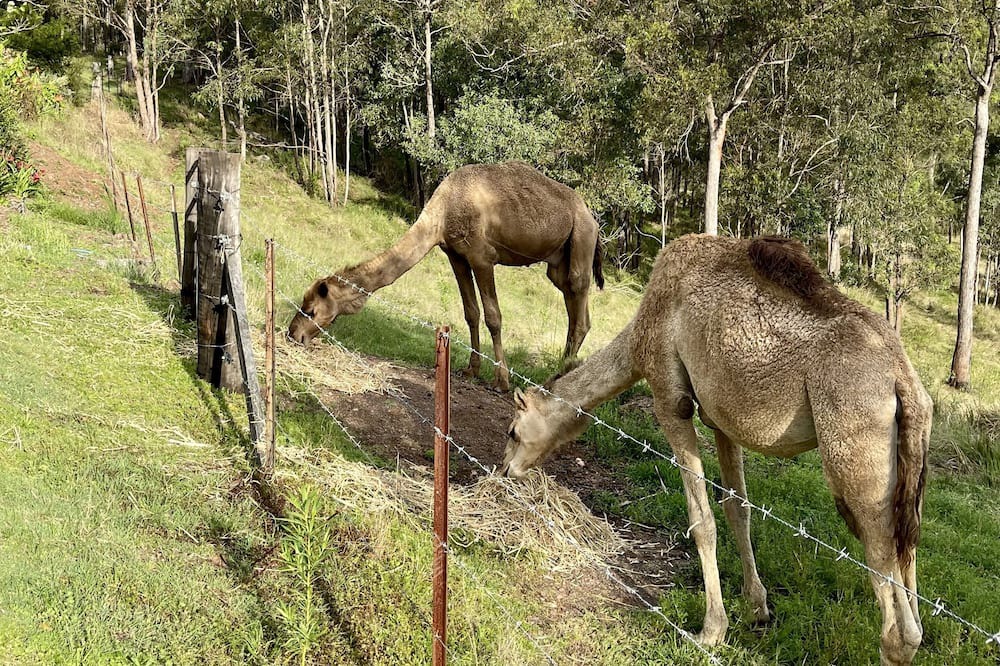 Photo of Others in Glastonbury
