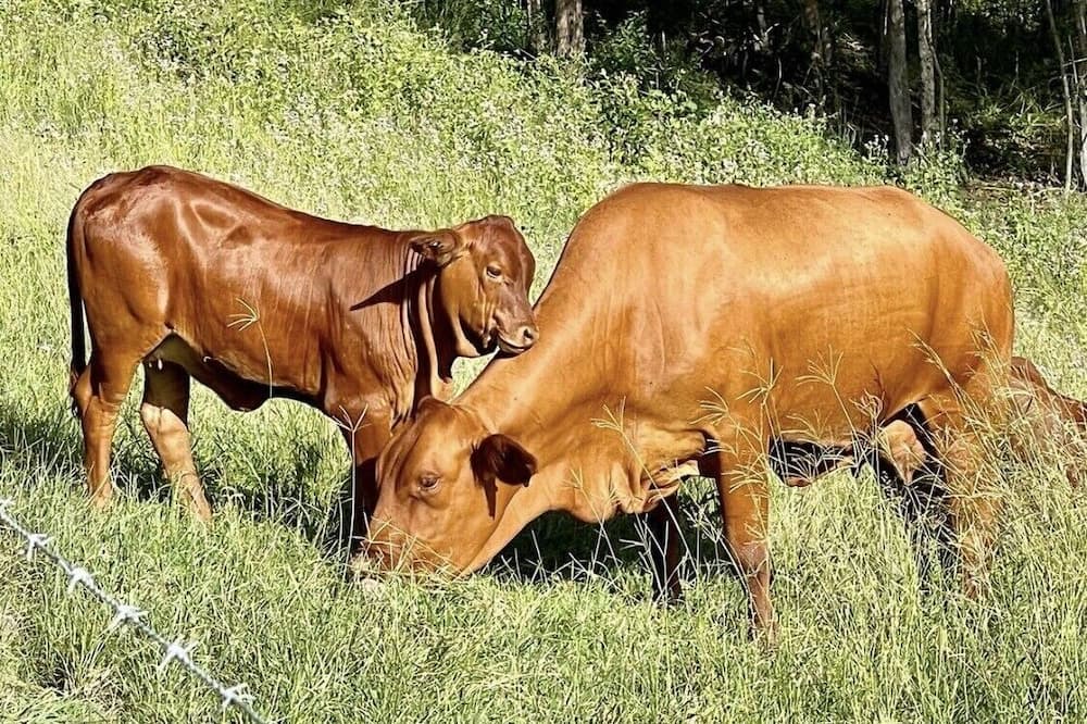 Photo of Others in Glastonbury