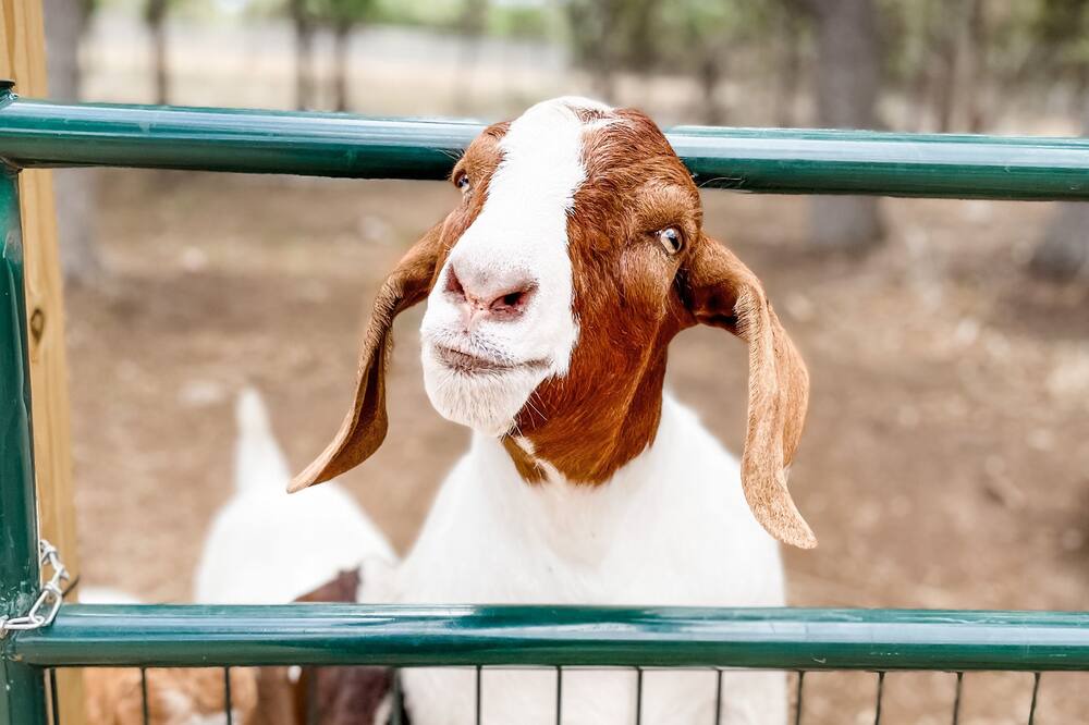 Photo of Others in Marble Falls