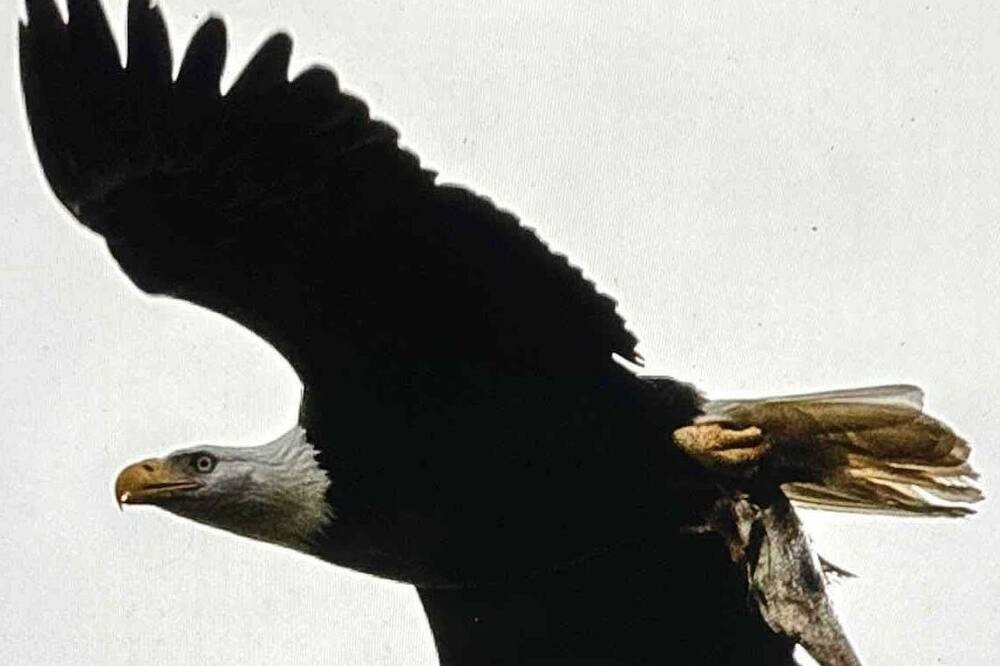 Photo of Others in Long Branch