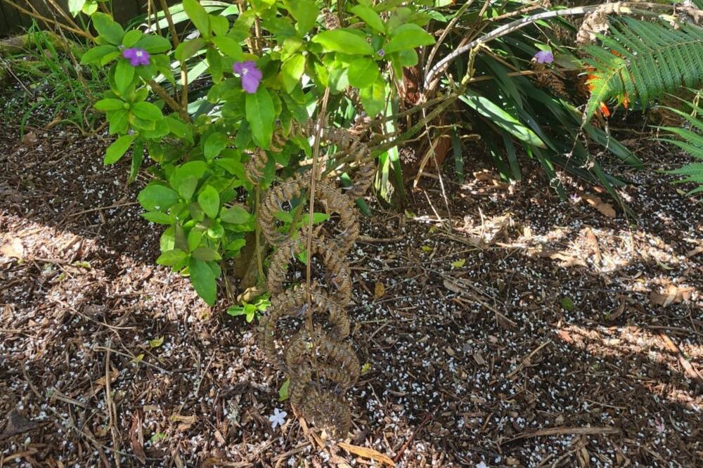 Photo of Outdoor in Browns Bay