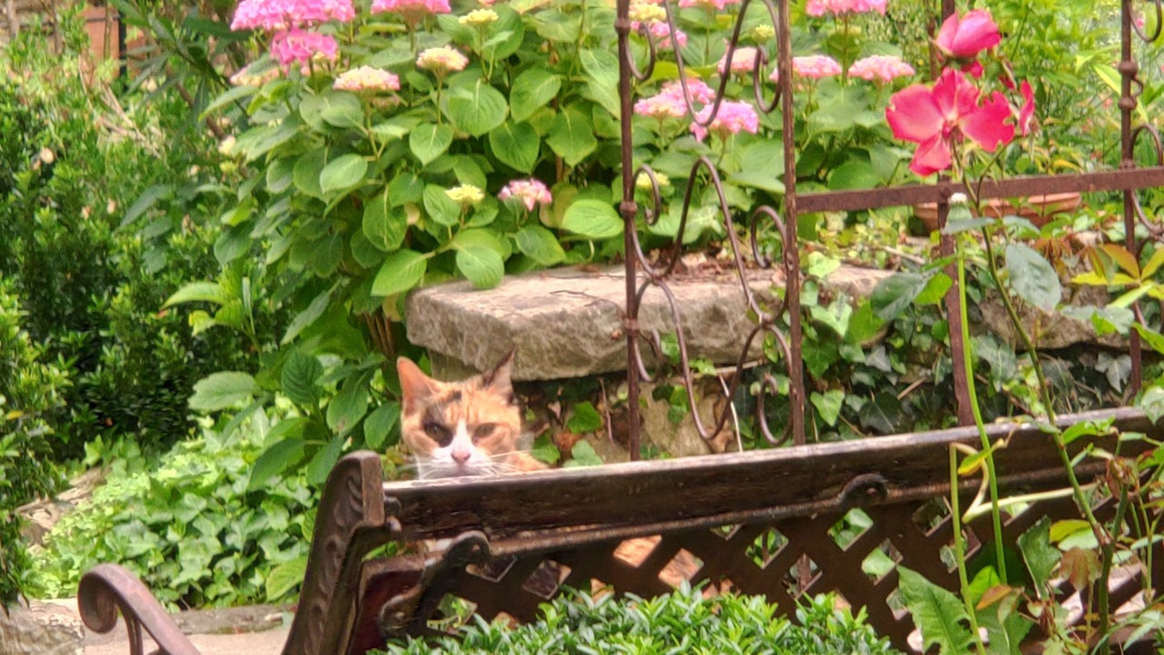 Photo of Outdoor in Mirepoix