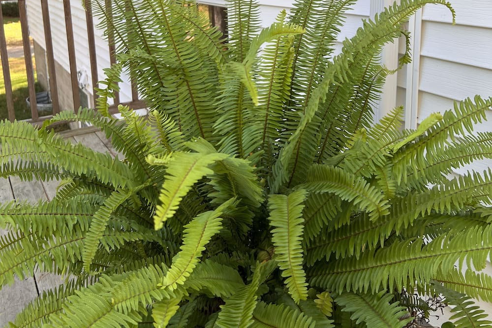 Photo of Outdoor in Rye