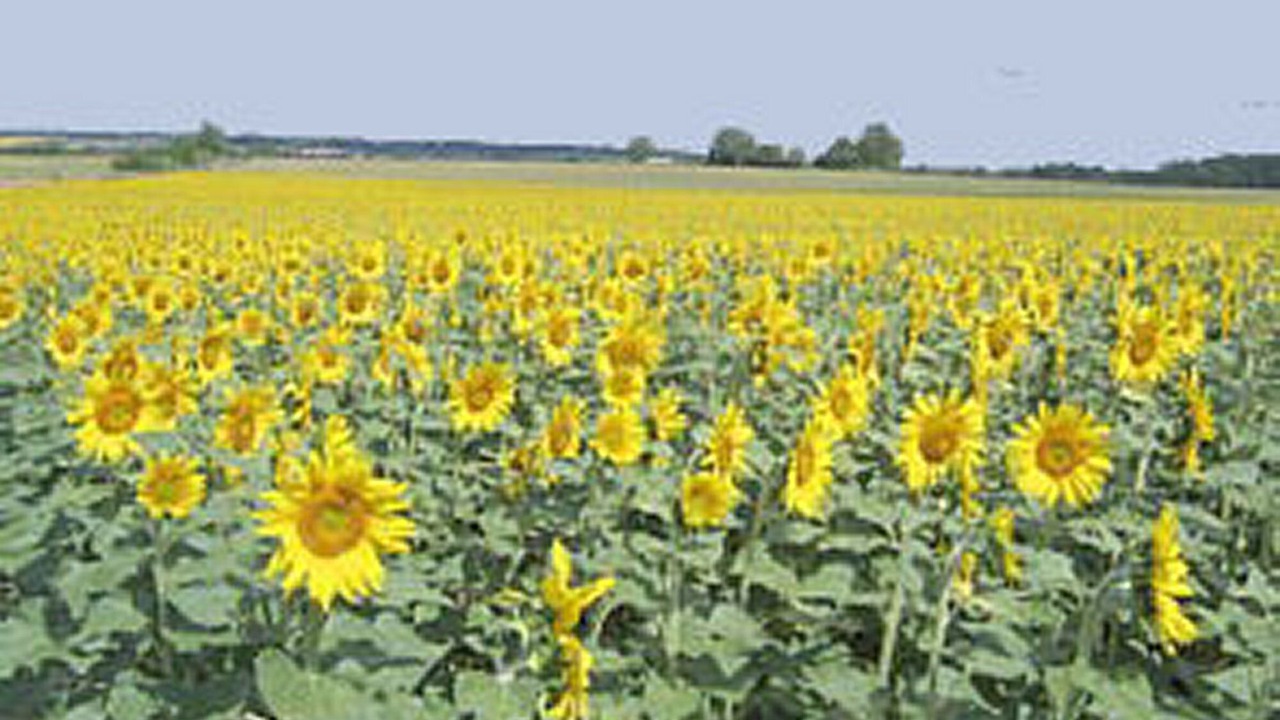 Photo of Others in Juignac