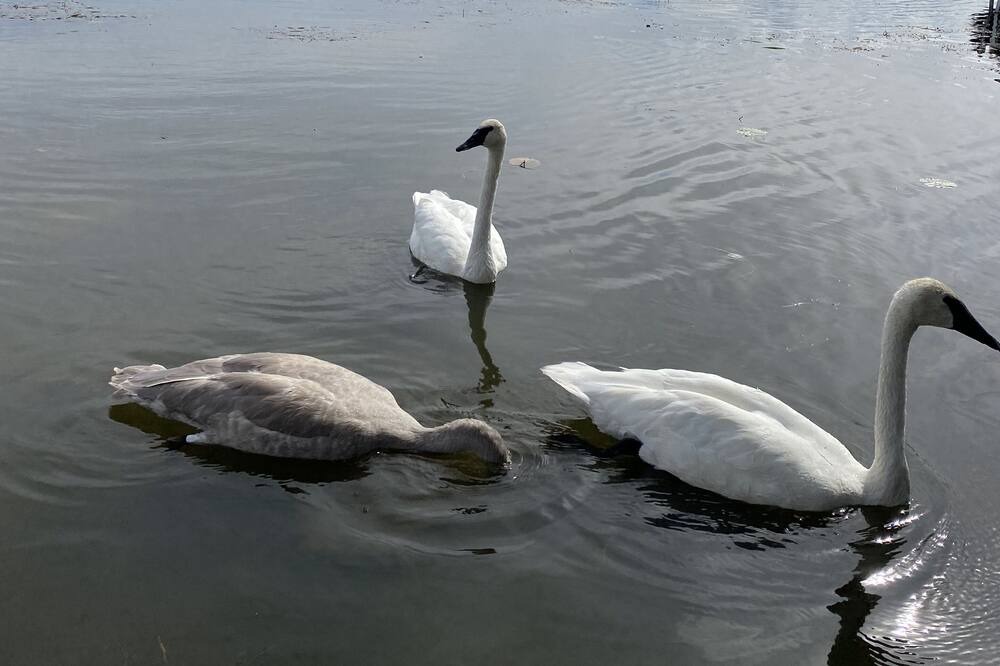 Photo of Others in Greenbank