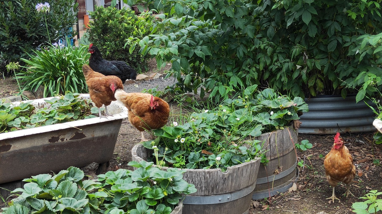 Photo of Outdoor in Kinglake