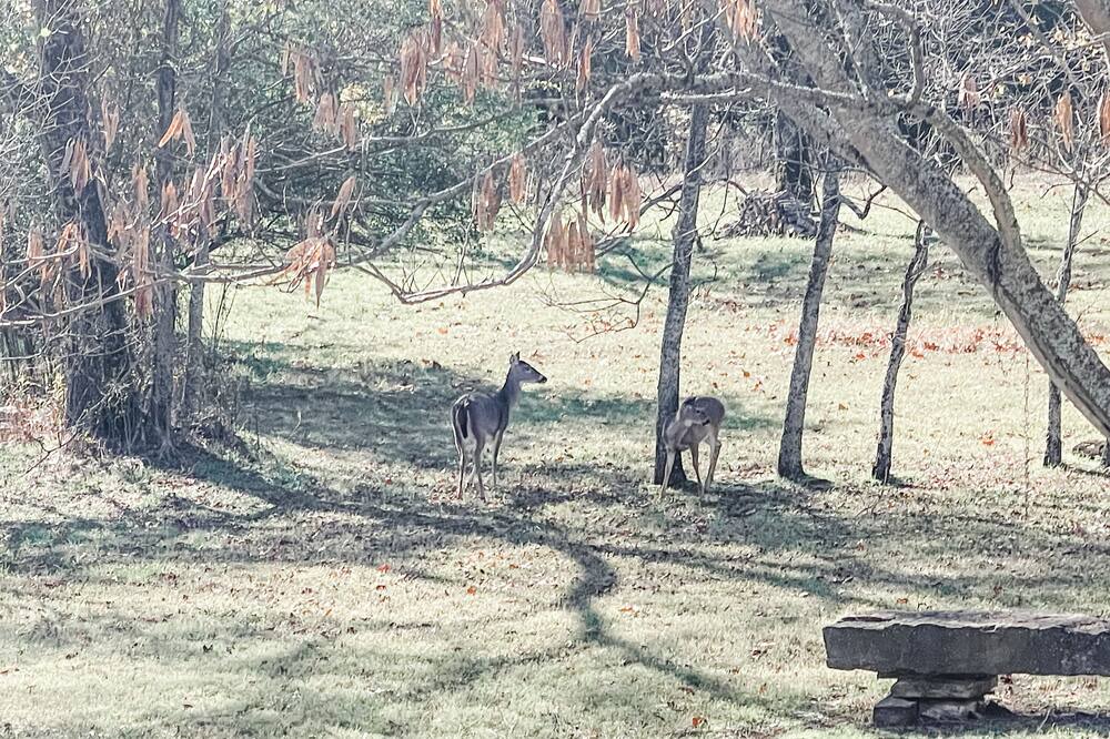 Photo of Others in Russellville