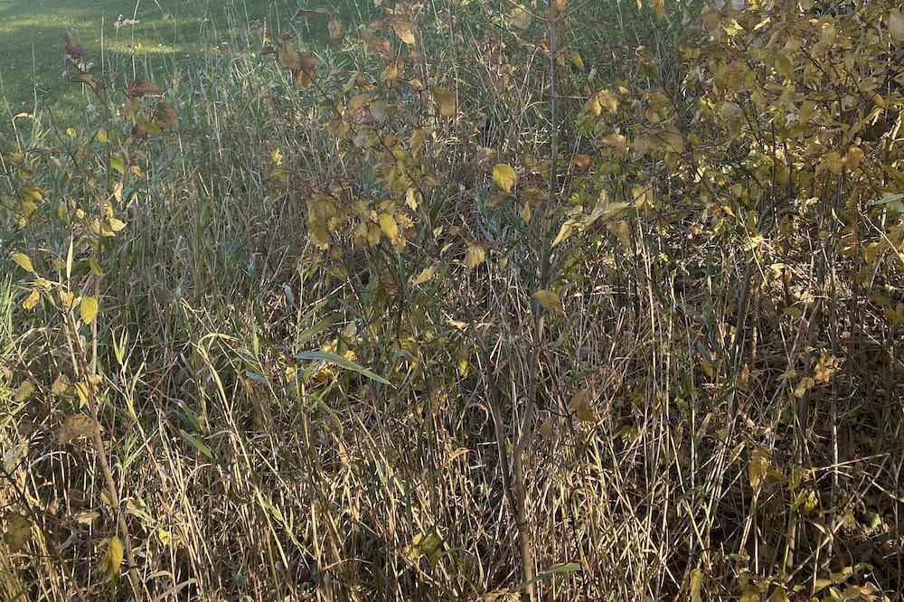 Photo of Others in Howard County