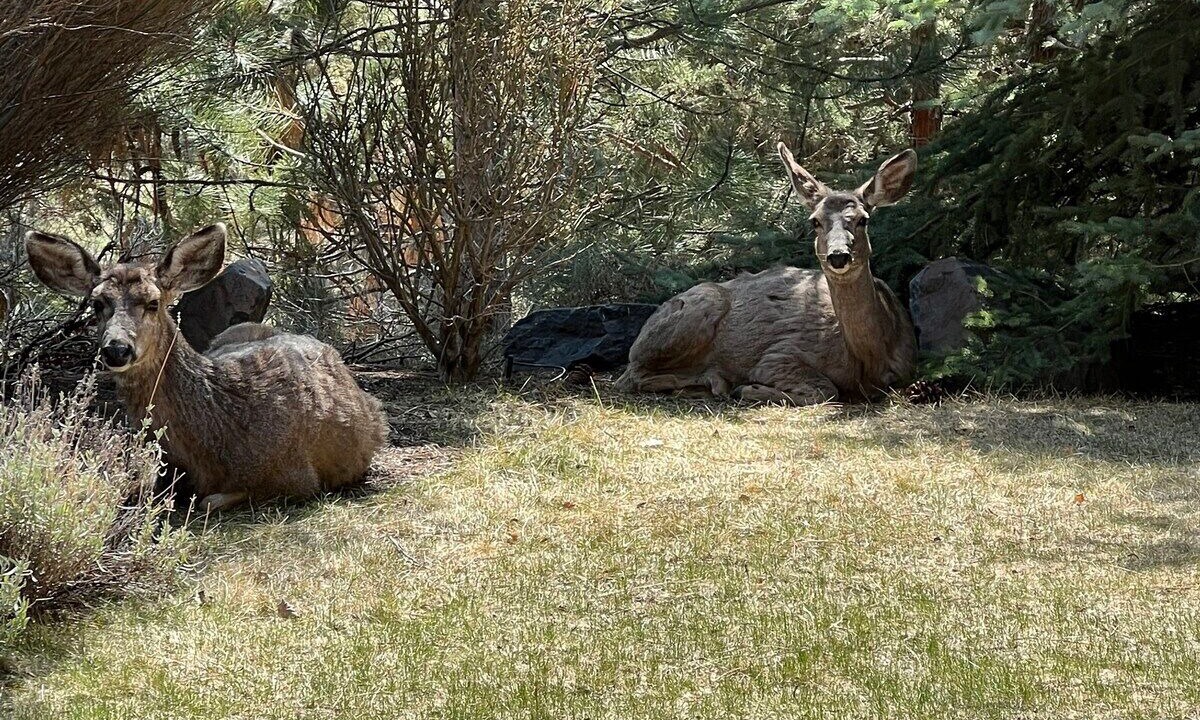 Photo of Outdoor in River West