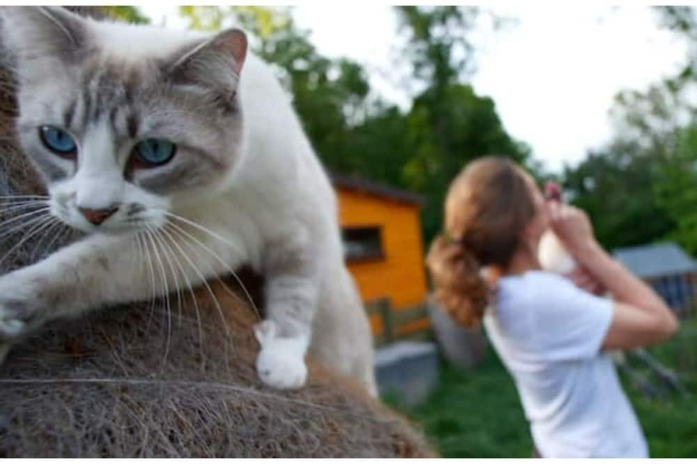 Photo of Others in Dormelles